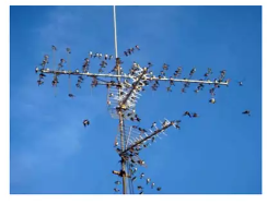 Antenas y pajaros 1