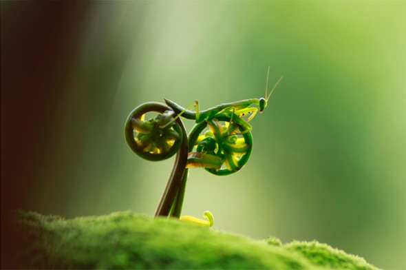 Ilusion optica la mantis ciclista 1