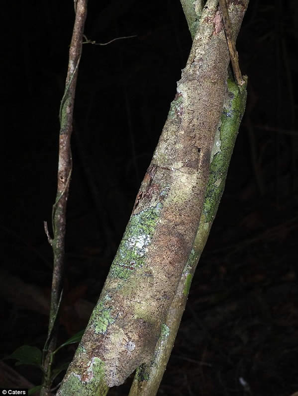 Imagenes escondidas encuentra el lagarto gecko 1