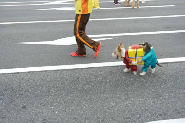 Perros colaboradores imaginacion a raudales 1