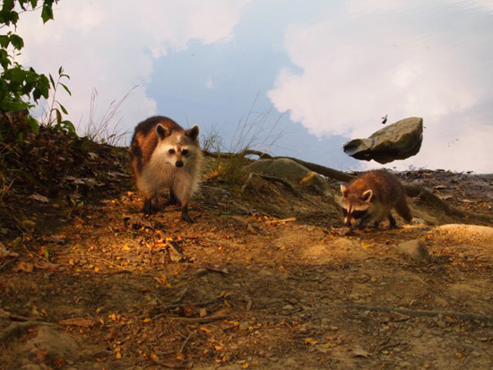 Piedra levitando 1