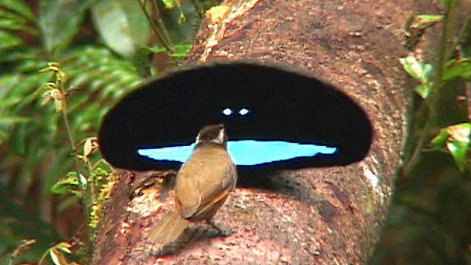 Que mira el pajaro 1