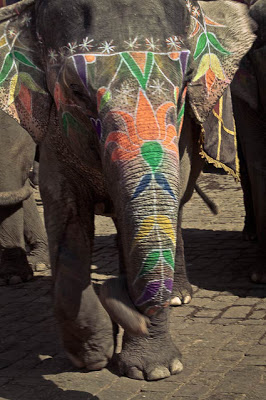 Trompa o pata de elefante ilusion optica 1