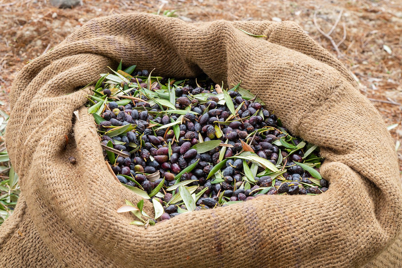 Historia aceitunas producidas hace seis mil anos 2