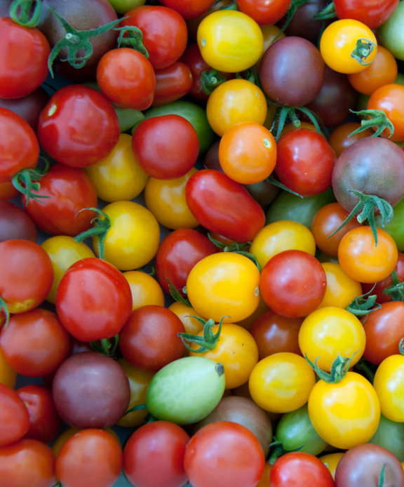 Investigacion cambiando la maduracion y color de los tomates 1