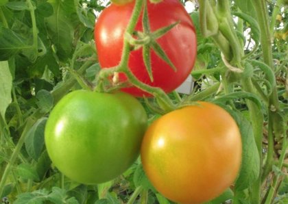 Investigacion cambiando la maduracion y color de los tomates 2