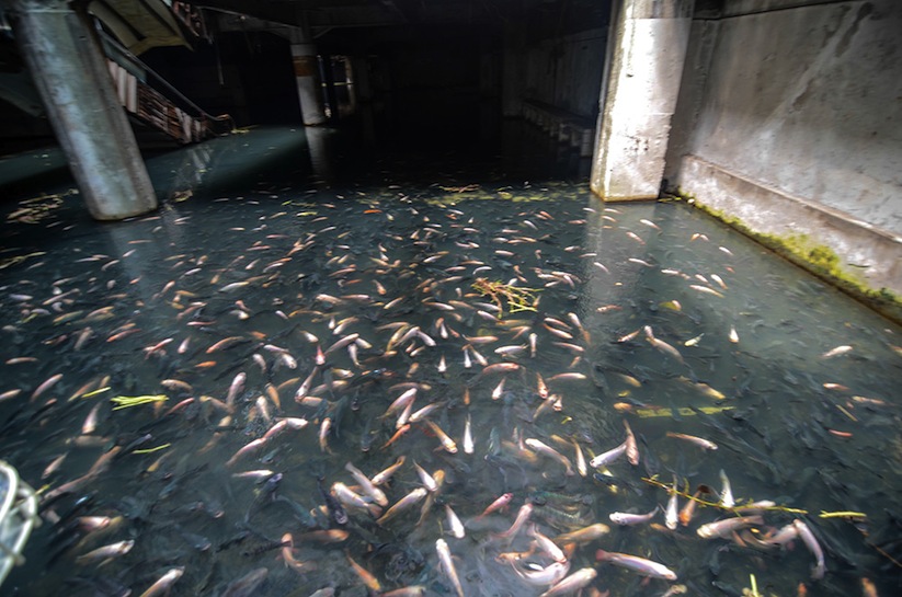 Sociedad capturan miles de peces en un centro comercial abandonado 1