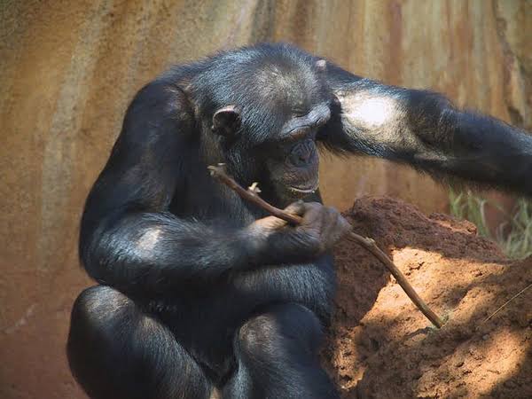Naturaleza chimpances usan herramientas y ensenan a usarlas 3