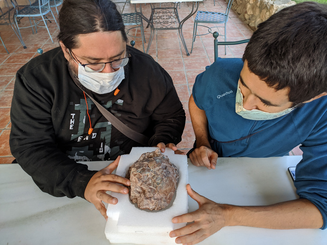 Cómo eran los nidos de titanosaurio