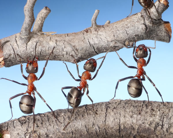 Naturaleza dejar de volar hizo tan fuertes a las hormigas 1