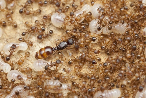 Naturaleza dejar de volar hizo tan fuertes a las hormigas 2