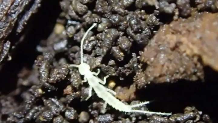 Naturaleza descubren una especie desconocida encerrada en una cueva desde la edad del hielo 1