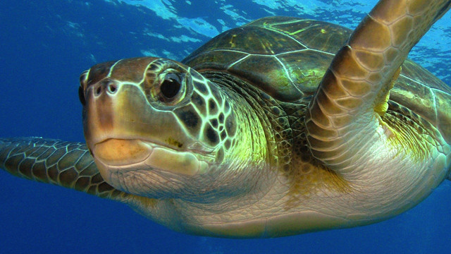 Naturaleza el 90 de las tortugas marinas podrian ser hembras en 2100 1