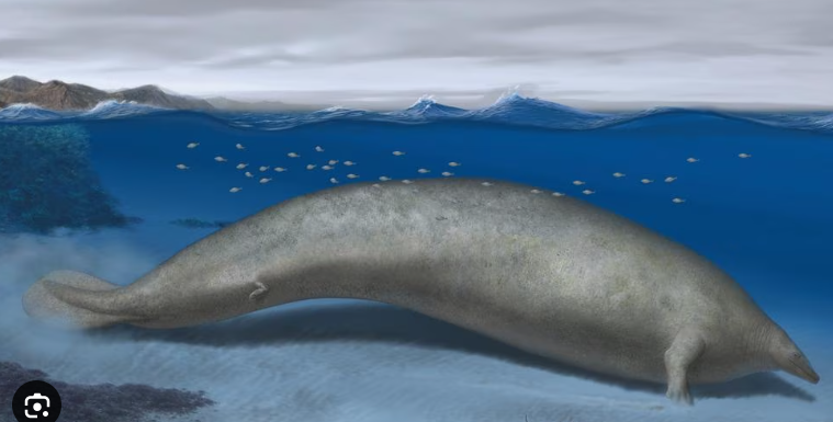 Investigacion el antepasado titanico de las ballenas 3