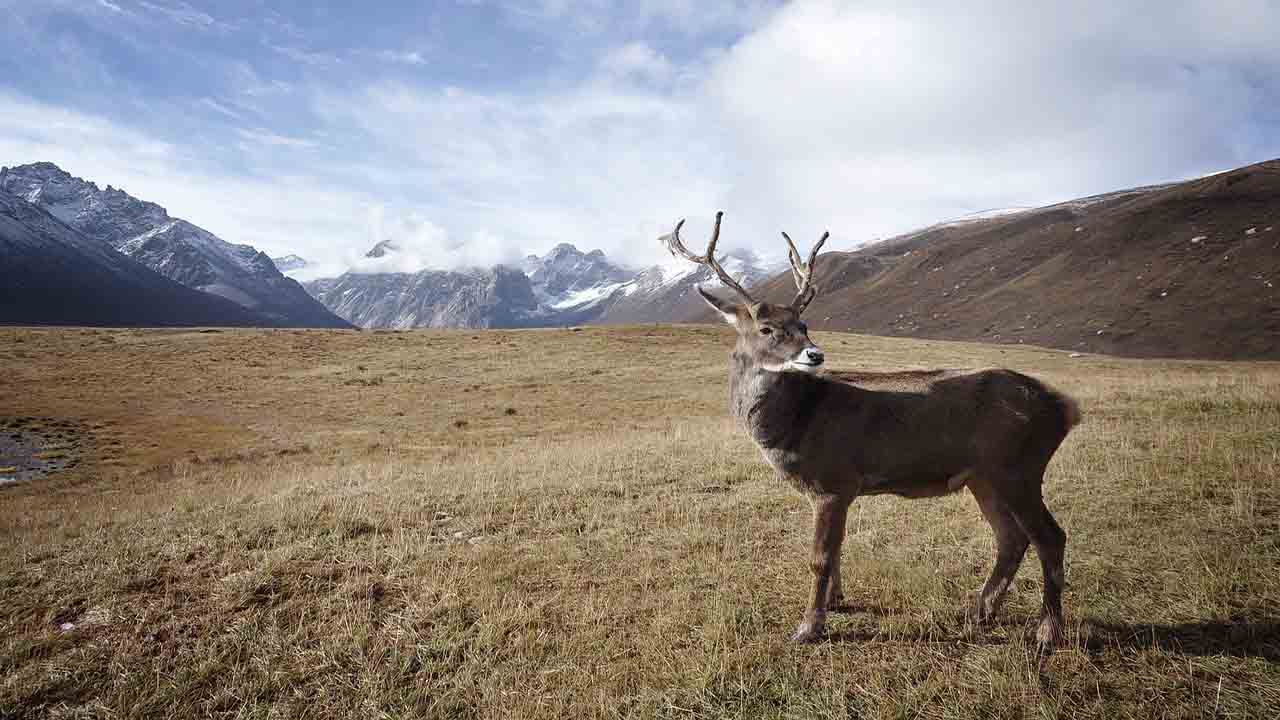 Naturaleza ola de calor en el artico 2