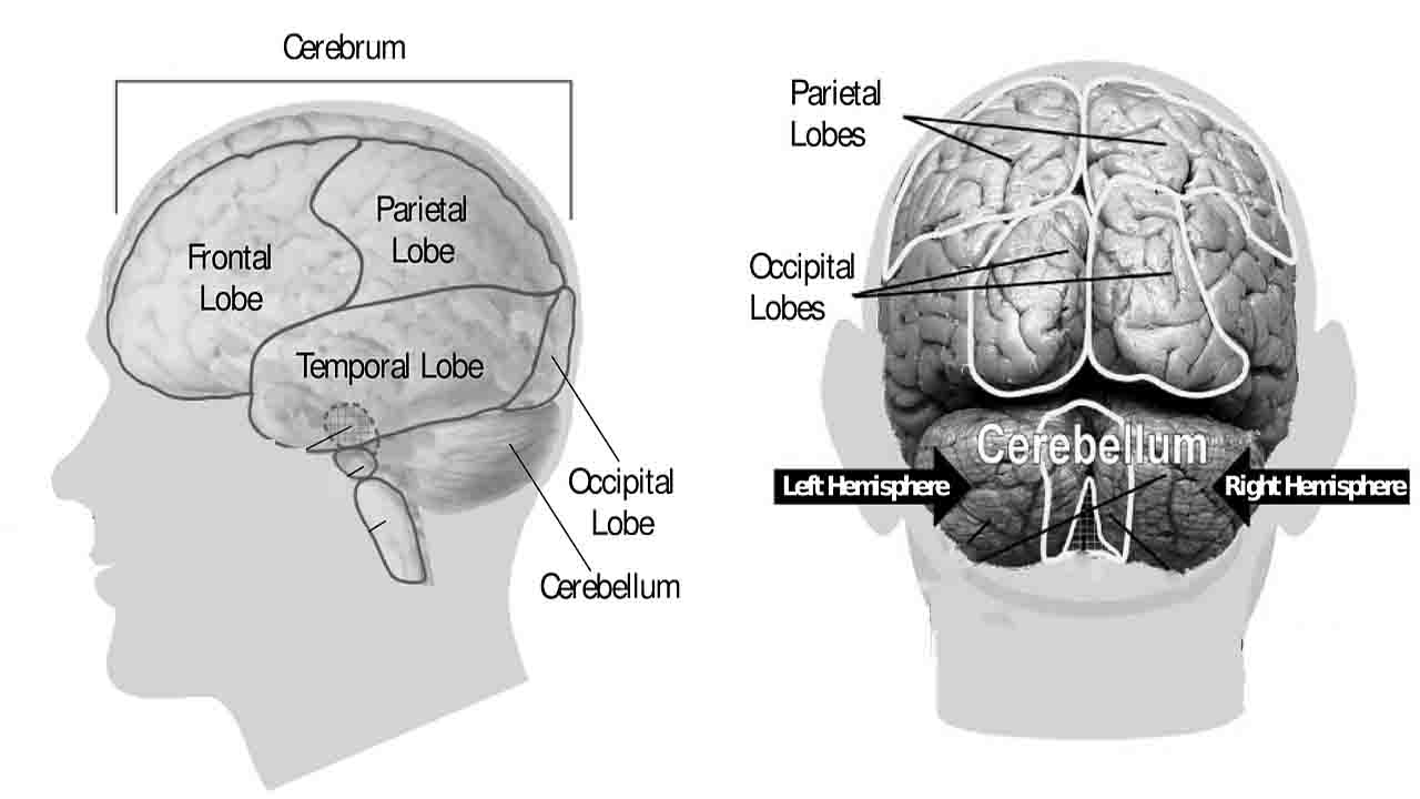 Curiosidades cerebro de einstein 3