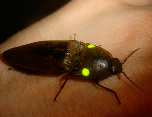 Naturaleza el cocuyo es el insecto mas luminoso de la tierra 1