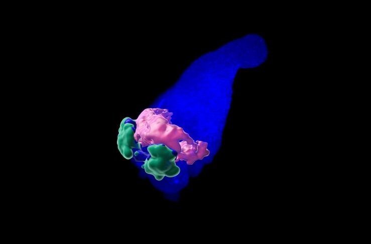 Ciencia el corazon en miniatura de celulas madre 1