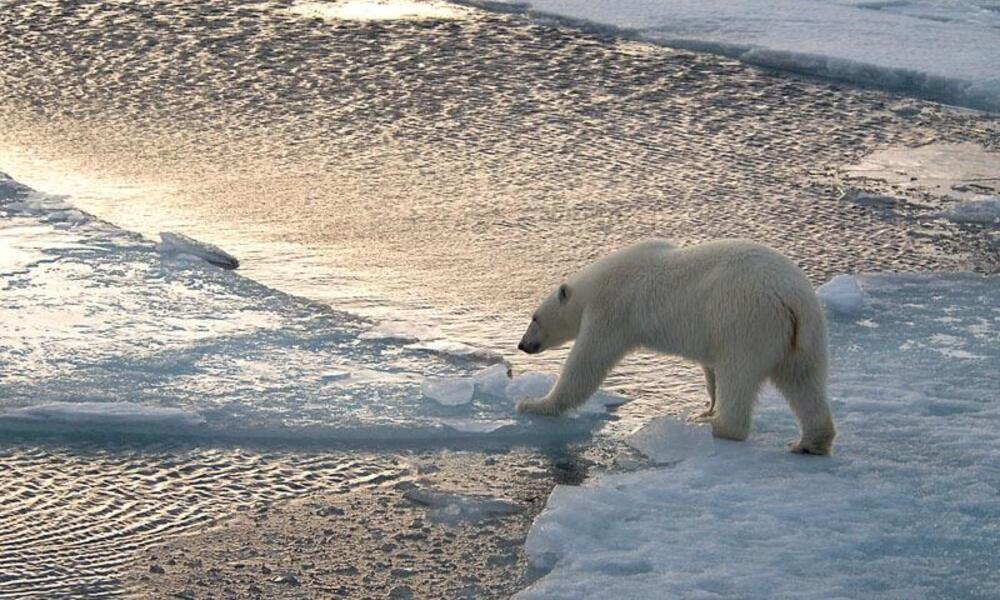 Investigacion el declive del oso polar en el mundo 1