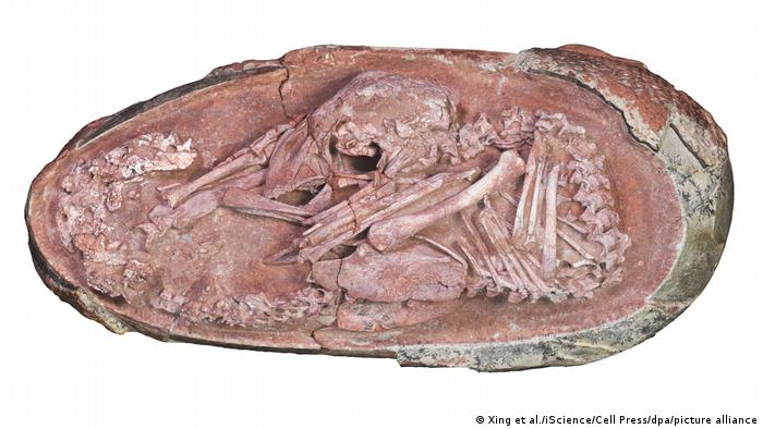 El embrión de dinosaurio conservado en el tiempo