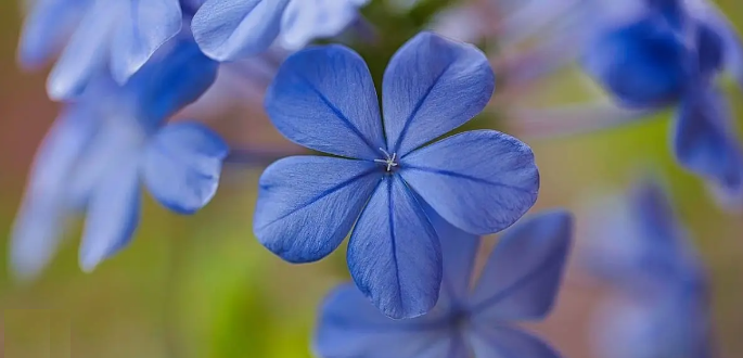 Curiosidades el enigmatico color azul 2