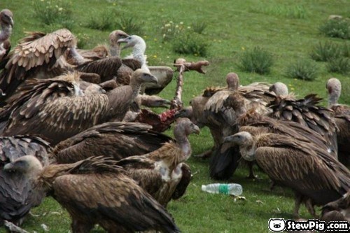 Cultura funeral tipico tibetano consiste desmembrar cadaver darselo comer buitres 1