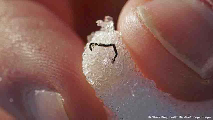 Curiosidades el gusano de los glaciares es una incognita para los cientificos 4