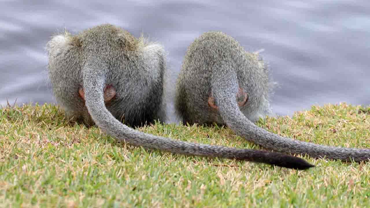 Naturaleza cuando fue que el humano perdio su cola 1