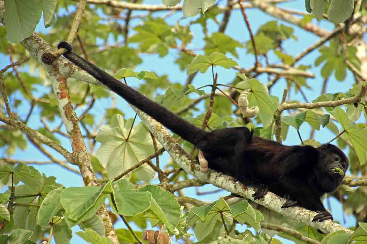 Naturaleza cuando fue que el humano perdio su cola 2