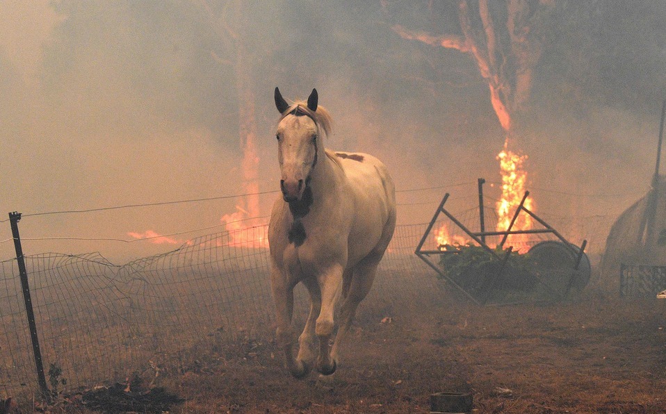 Sociedad el humo de los incendios de australia 2