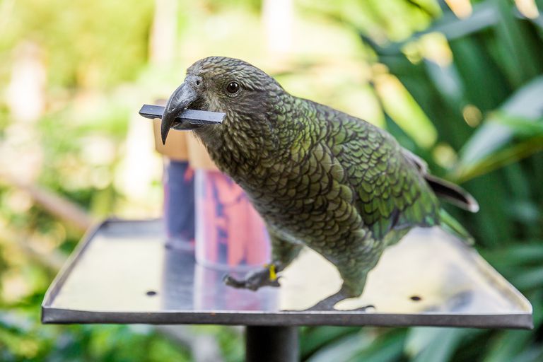 Naturaleza el loro que usa la estadistica el kea 4
