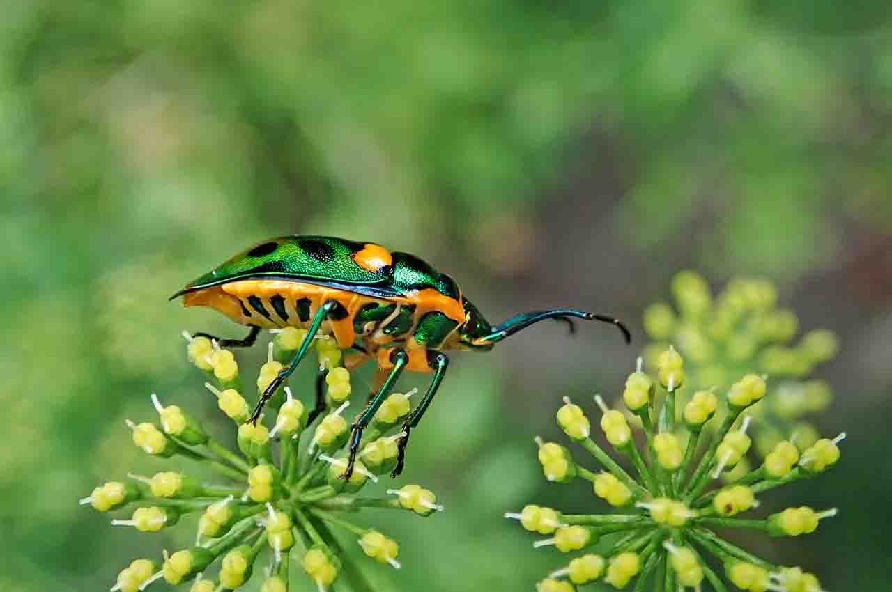 Naturaleza mimetismo animal 6