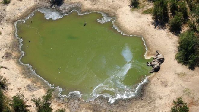 Naturaleza el misterio de los elefantes muertos 1