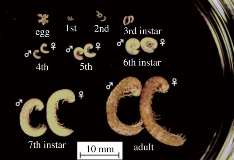 Curiosidades el misterio de los milpies que salen cada 8 anos 2