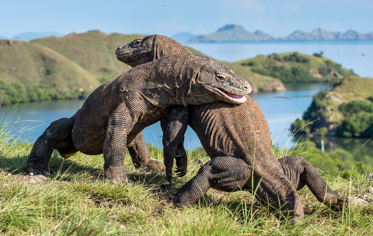 Naturaleza el monstruo en peligro de extincion 1