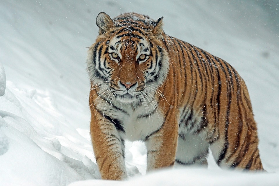 Naturaleza el ocaso de los tigres 1