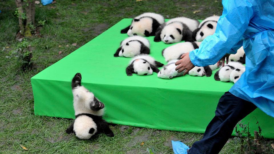 Naturaleza el panda gigante ya no esta en peligro de extincion 1