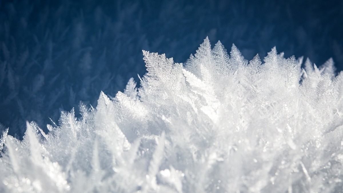 Curiosidades el pelo de hielo de los bosques de irlanda 1