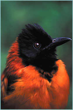 Naturaleza el pitohui el unico pajaro venenoso del mundo 1