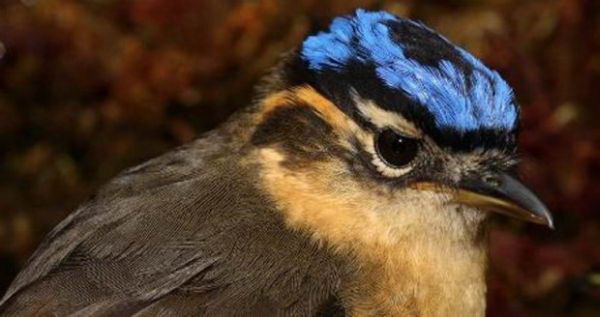 Naturaleza el pitohui el unico pajaro venenoso del mundo 2