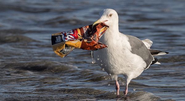 Naturaleza el plastico contamina las aves 1