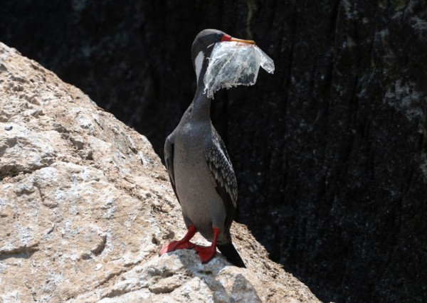 Naturaleza el plastico contamina las aves 2