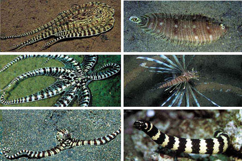Naturaleza el pulpo imitador de indonesia 1