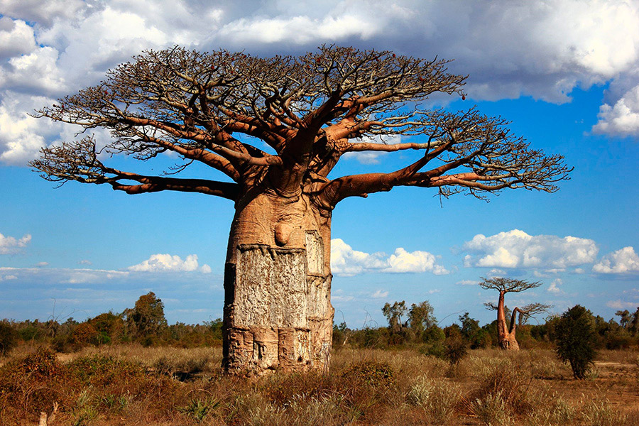 Investigacion el sorprendente arbol baobab 1