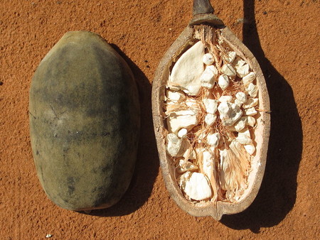 Investigacion el sorprendente arbol baobab 2