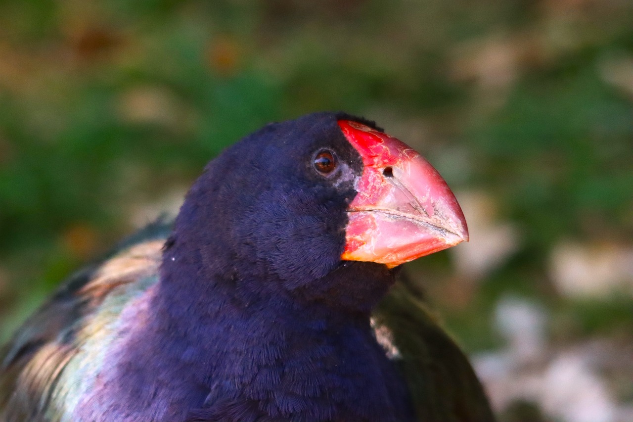 Naturaleza el takahe ya no es una especie extinta 1