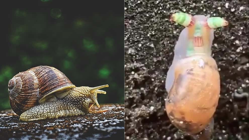 Naturaleza el terrible caracol zombi 2