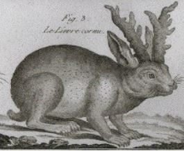 Historia origen del jackalope 2