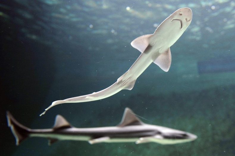El tiburón que nació en un estanque sin machos