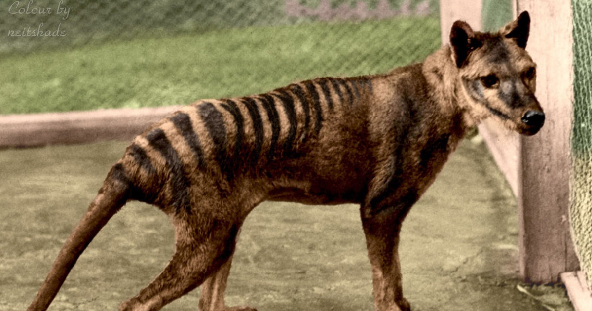 El último tigre de Tasmania en video a color
